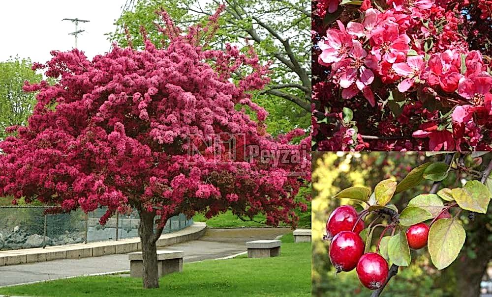 Malus floribunda/Süs Elması