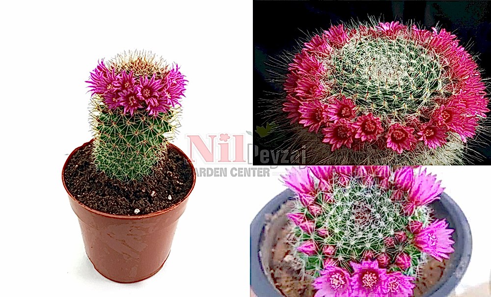 Mammilaria sponıssıma