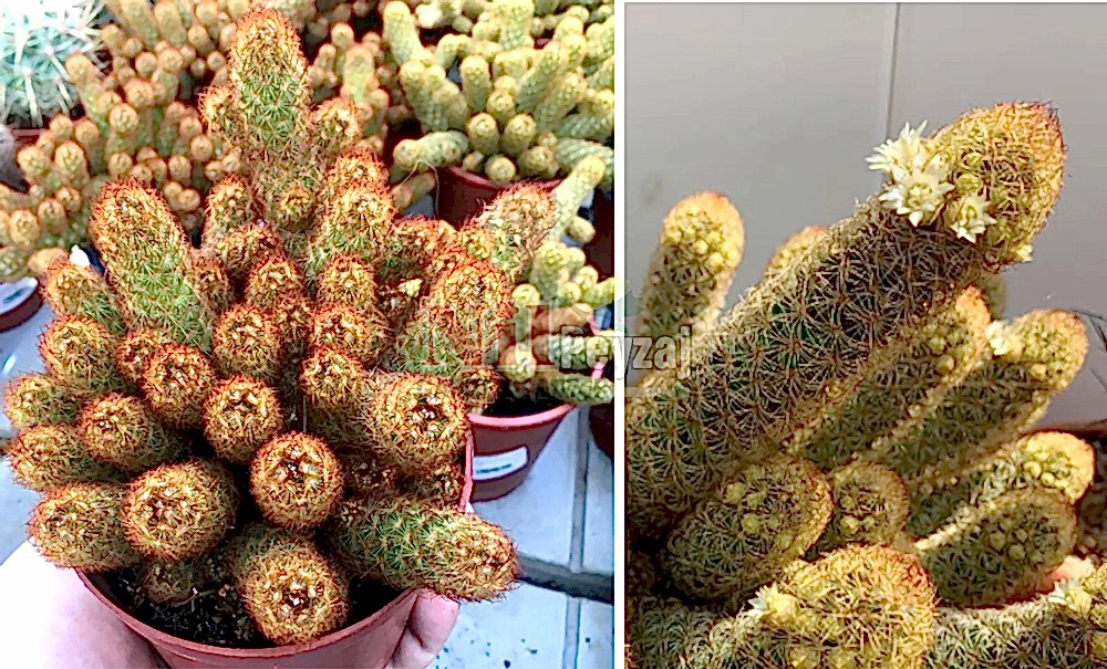 Mammillaria elongata/Altın dantel kaktüs