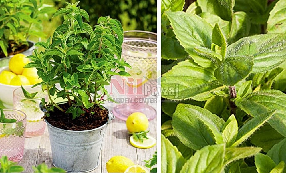 Mentha gentilis-Lemon/Nane