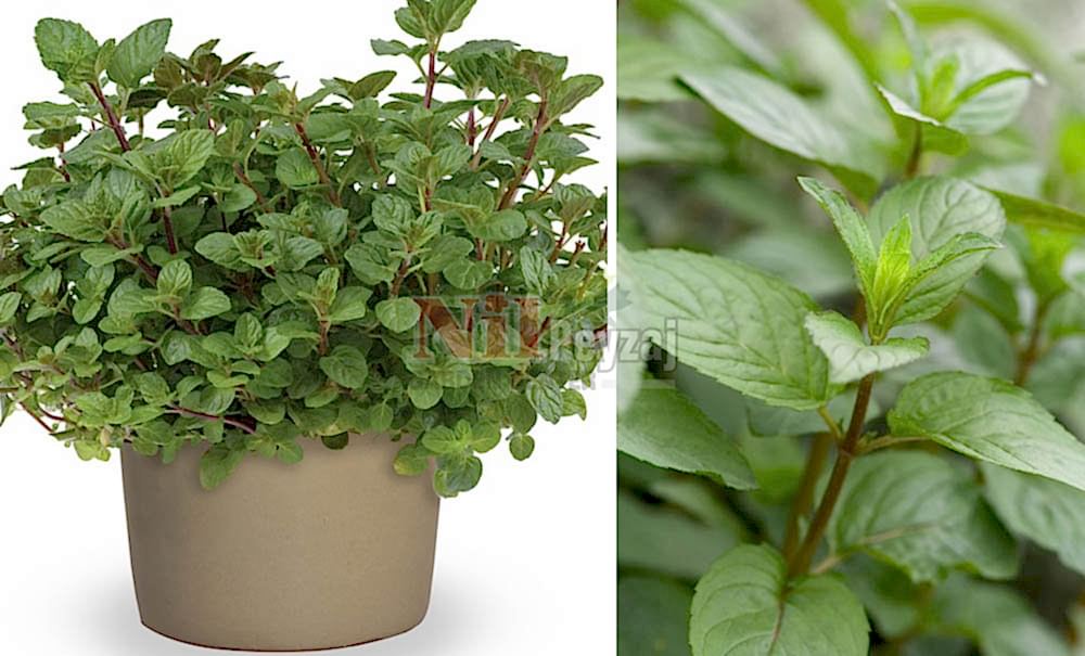 Mentha piperata citrata/Nane çikolata