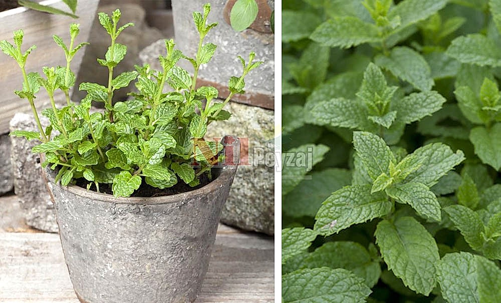 Mentha spicata-Marokko