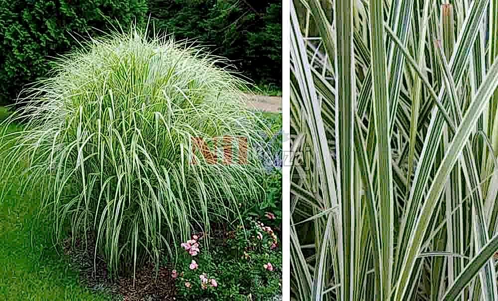 Miscanthus sinensis ‘Variagata’/Alacalı Kılıç otu