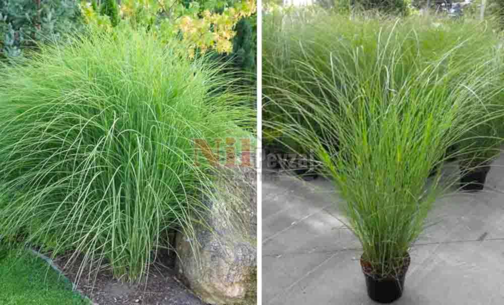 Miscanthus sinensis/Çin Kılıç Otu