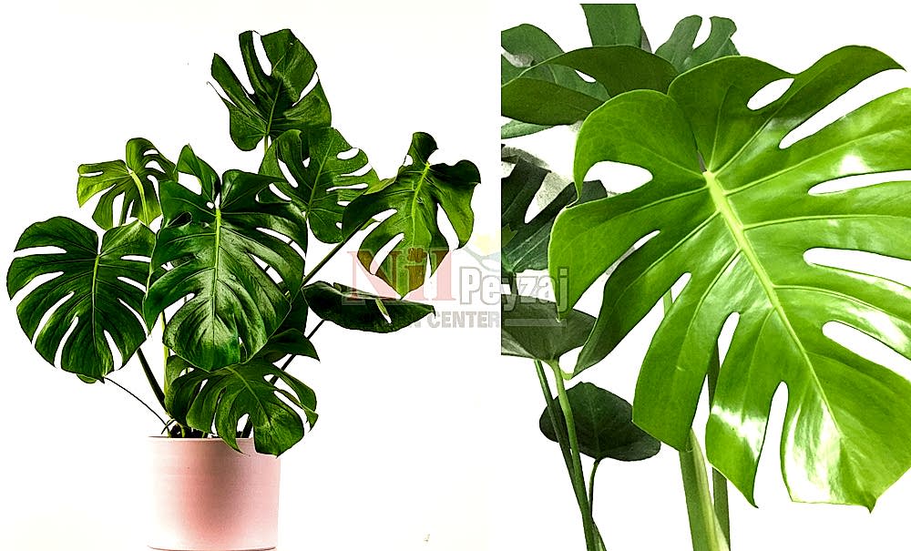 Monstera deliciosa/Devetabanı