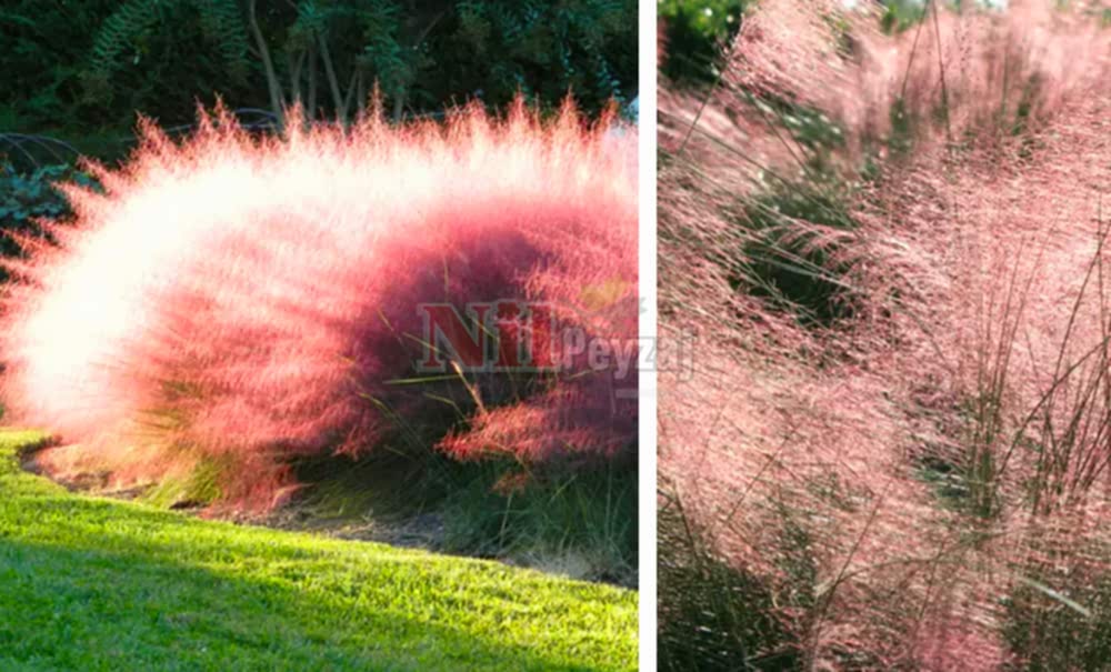 Muhlenbergia capillaris/Mühlenbergiya