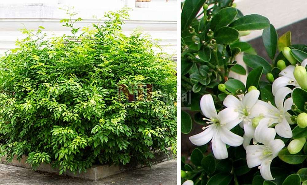 Murraya paniculata/Turunç Yasemini