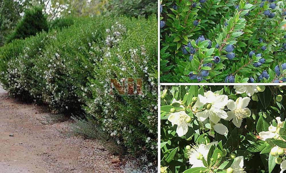 Myrtus communis ‘Compacta’/Kompak Mersin