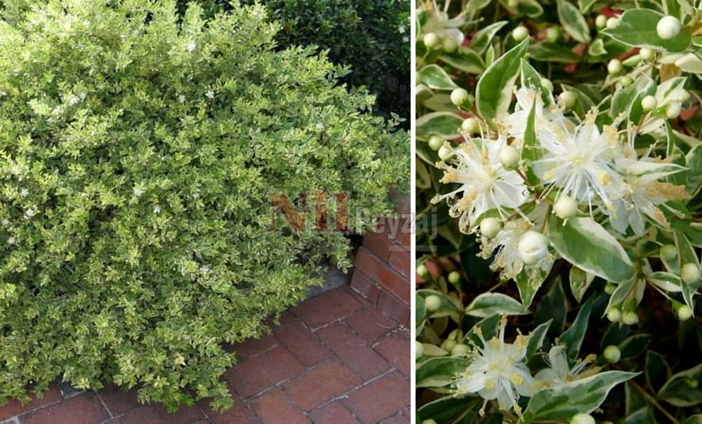 Myrtus communis variegata/Mersin-Siyah(Alacalı Yapraklı)