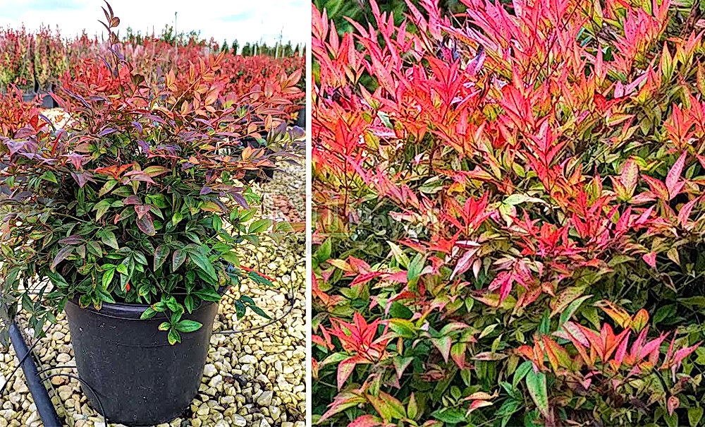 Nandina domestica ‘Gulf Stream’/Bodur Cennet Bambusu