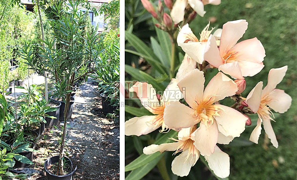 Nerium oleander ‘Petite Salmon’/Bodur Somon Zakkum (Tige)