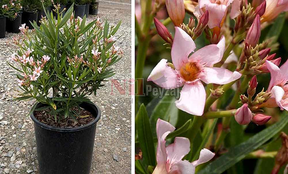 Nerium oleander ‘Petite Salmon’/Bodur Somon Zakkum