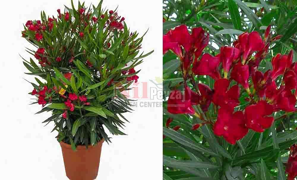 Nerium oleander ‘Rosso Nana’/Bodur Kırmızı Zakkum