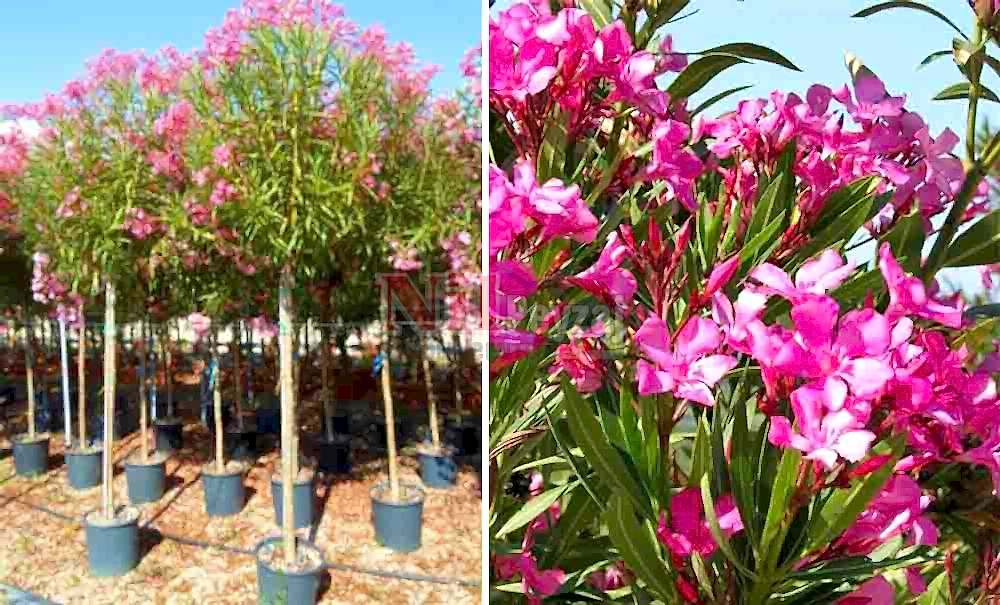 Nerium oleander/Zakkum (Tige)