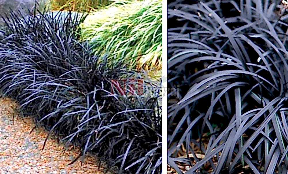 Ophiopogon japonicus ‘Nigrescens’/Siyah Osmanlı Çimi