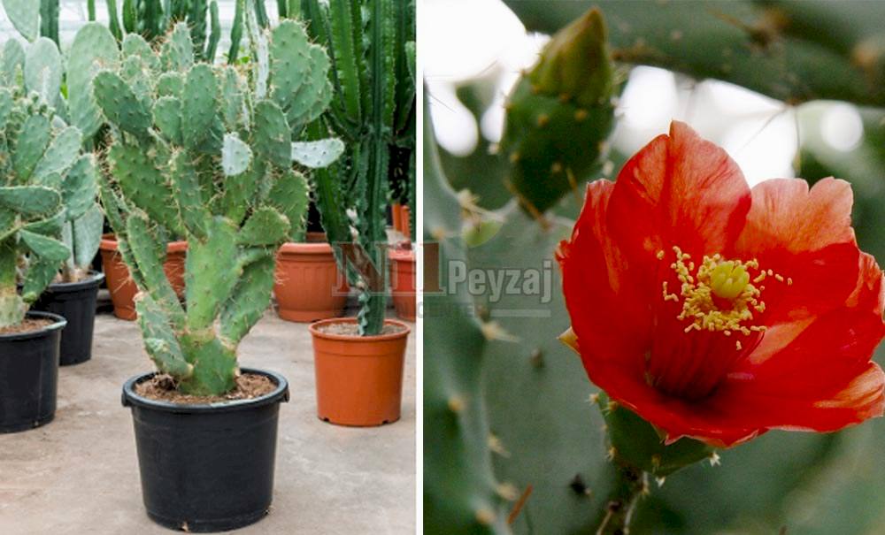 Opuntia bergeriana