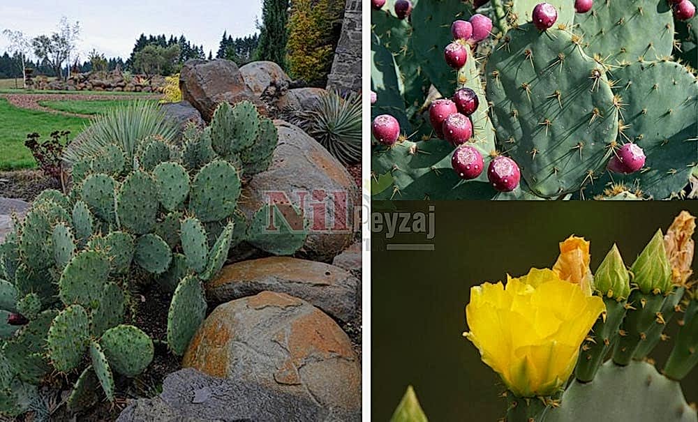 Opuntia engelmannii