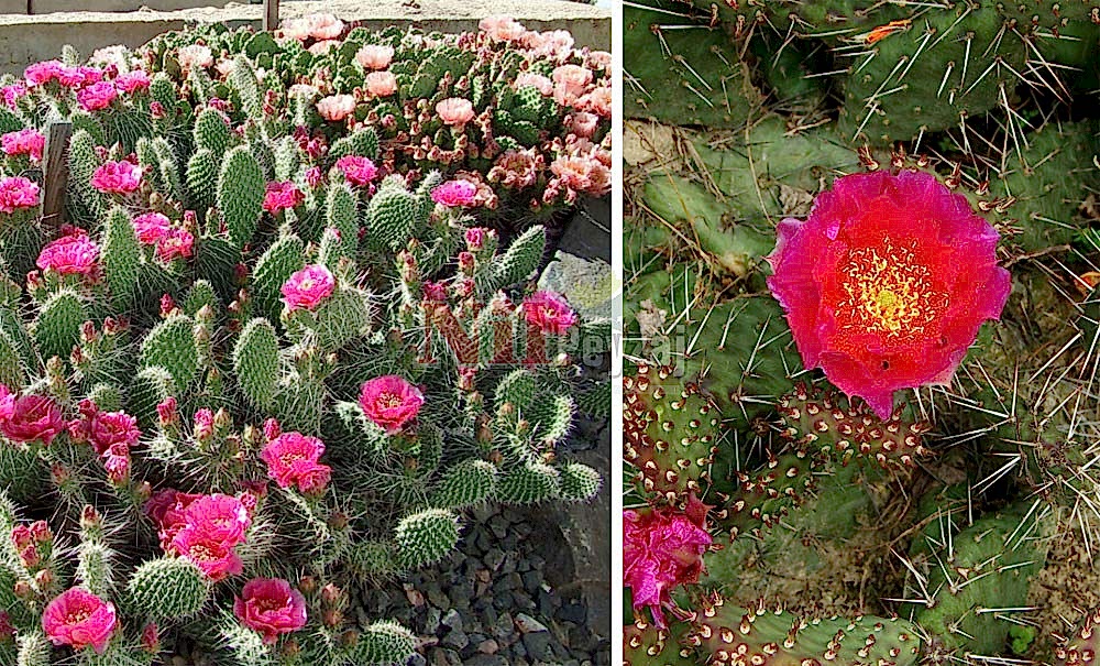 Opuntia polyacantha