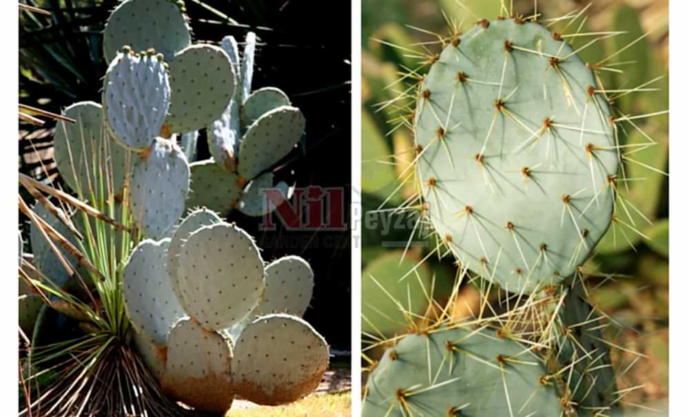 Opuntia robusta/Tekerlek Kaktüs