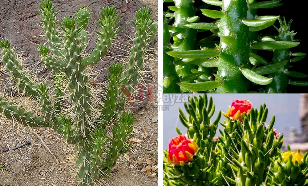 Opuntia subulata