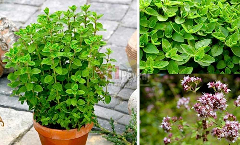 Origanum majorana/Mercan köşk