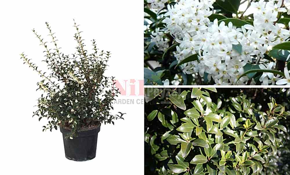 Osmanthus sp.