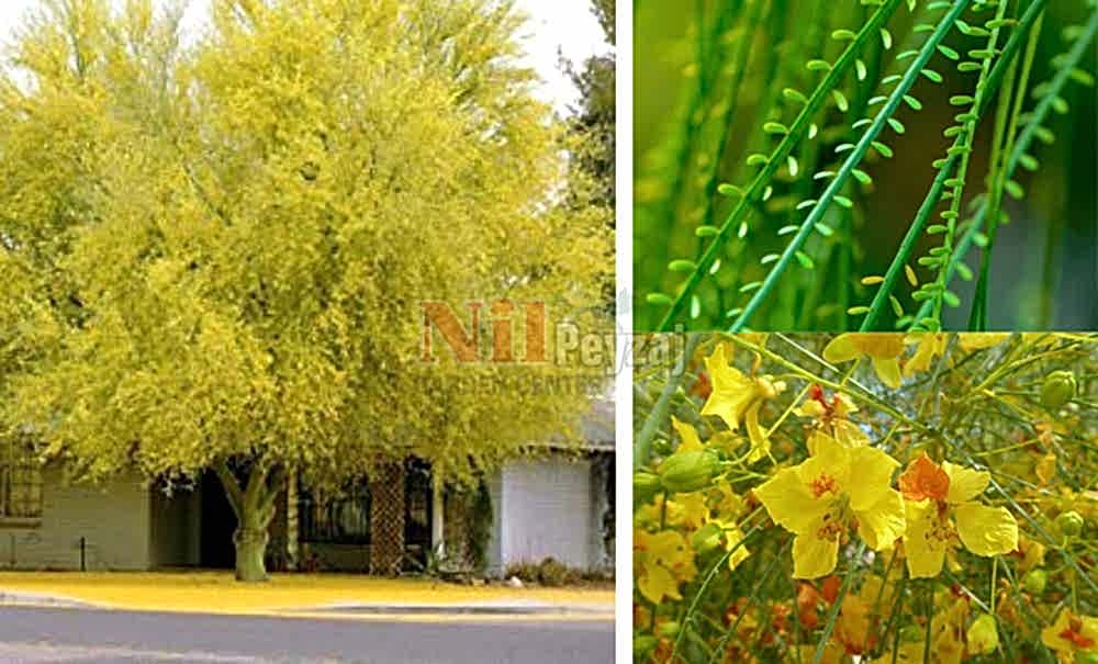 Parkinsonia acuelata/Sülün Ağacı