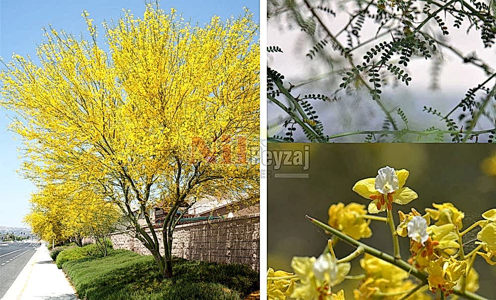 Parkinsonia microphylla/Sülün Ağacı