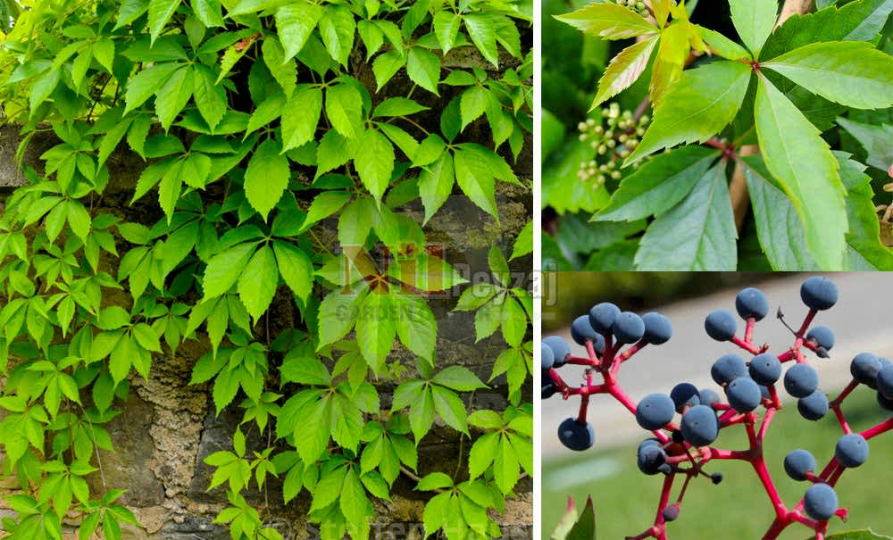 Parthenocissus quinquefolia/Amerikan Sarmaşığı