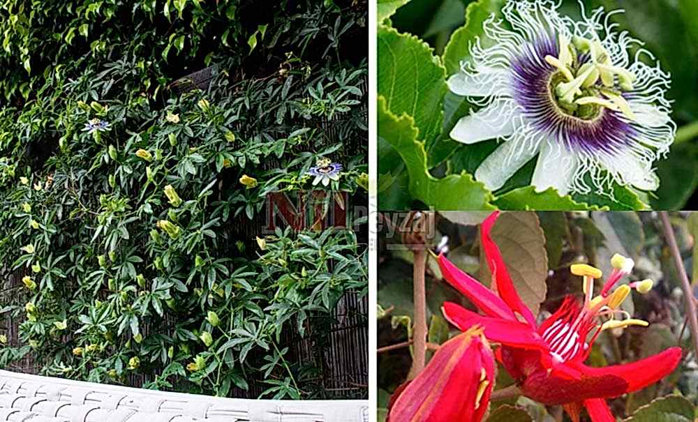 Passiflora caerulea/Çarkıfelek Çiçeği