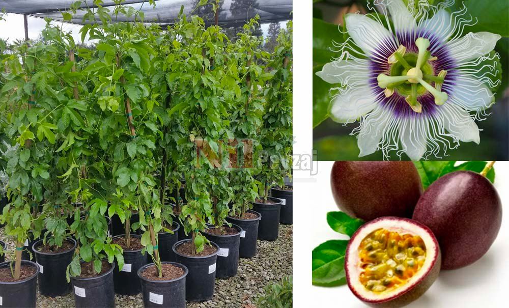 Passiflora edulus/Meyvesi Yenen Saat Çiçeği