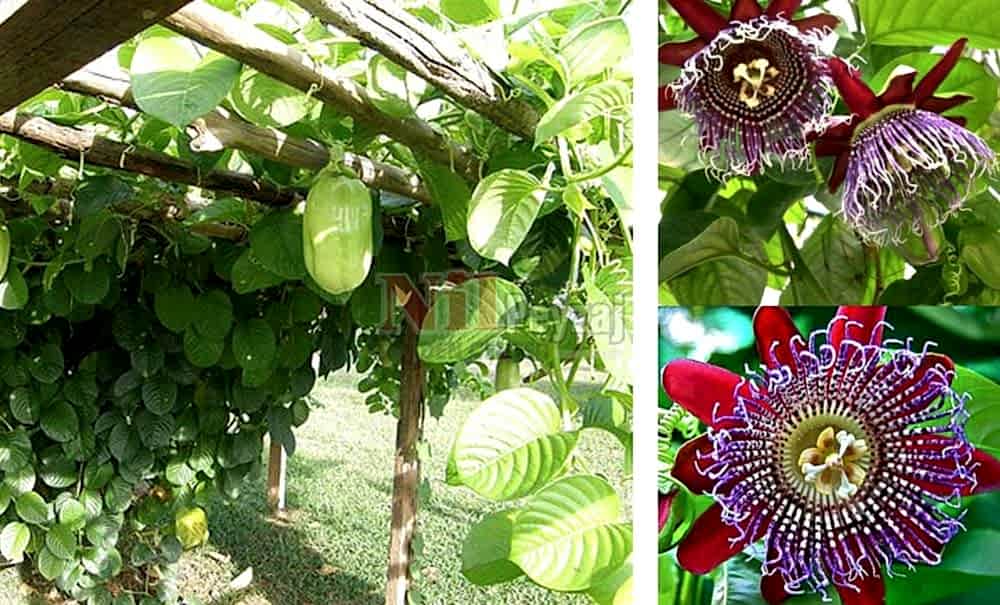 Passiflora quadrangularis/Dötgen Saat Çiçeği