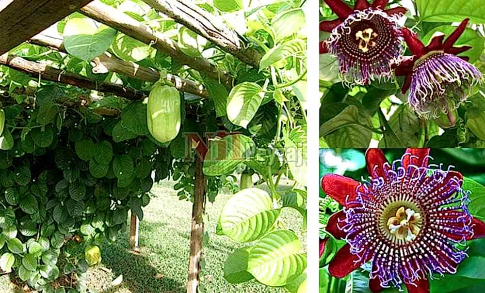 Passiflora quadrangularis/Dötgen Saat Çiçeği