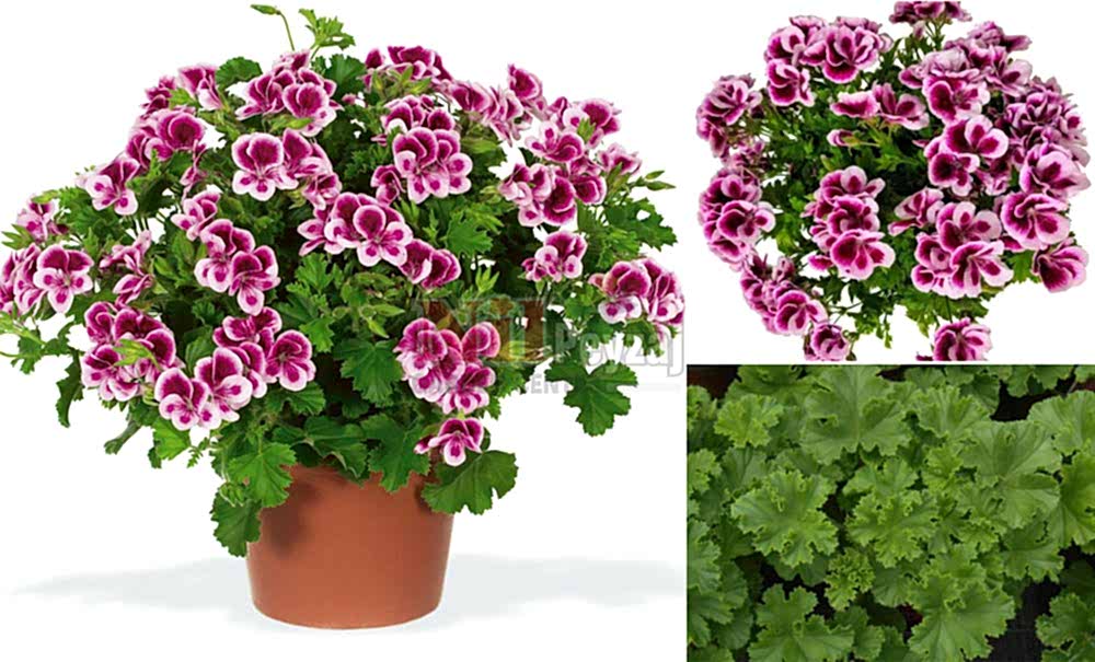 Pelargonium grandiflorum/Canan Sardunya