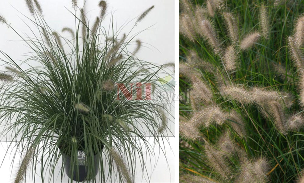 Pennisetum alopecuroides ‘Hameln’/Cüce Penisetum – Yeşil