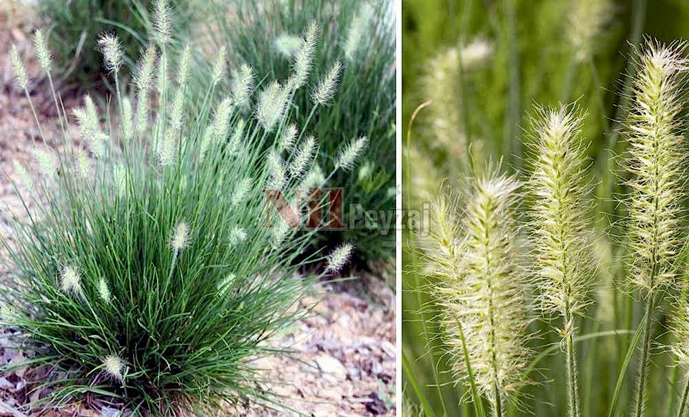 Pennisetum little bunny