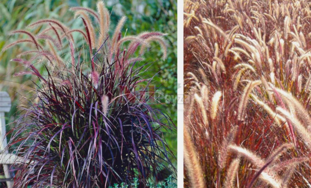 Pennisetum setaceum ‘Rubrum’/Kırmızı Penisetum