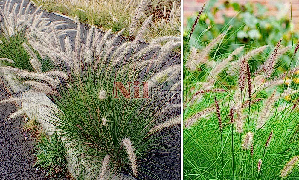 Pennisetum setaceum/Penisetum yeşil