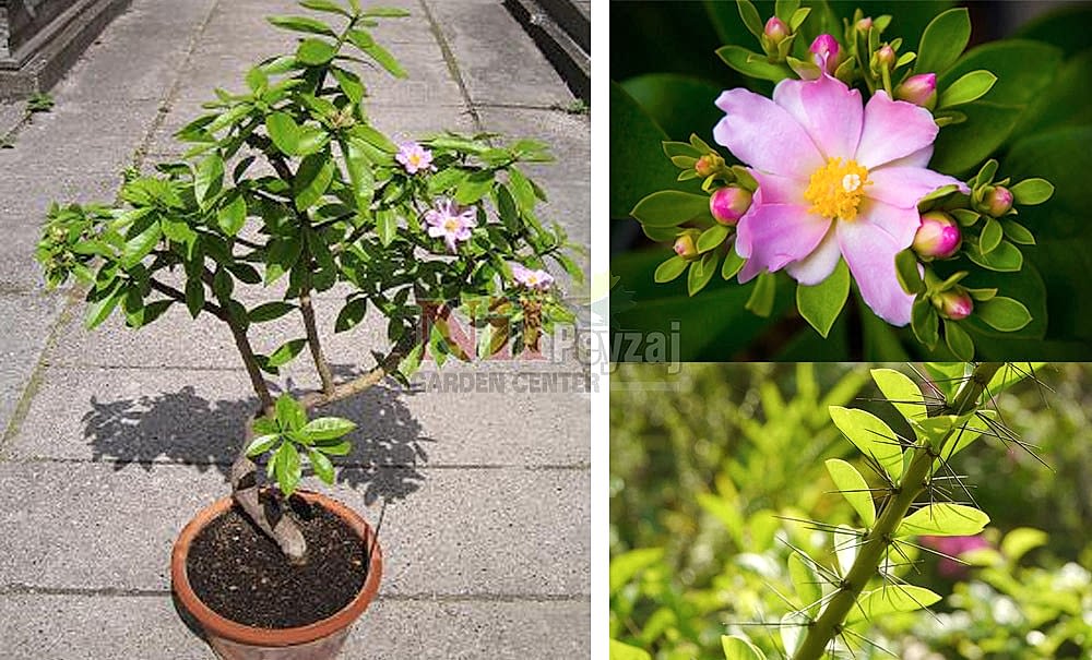 Pereskia grandiflora/Gül Kaktüs