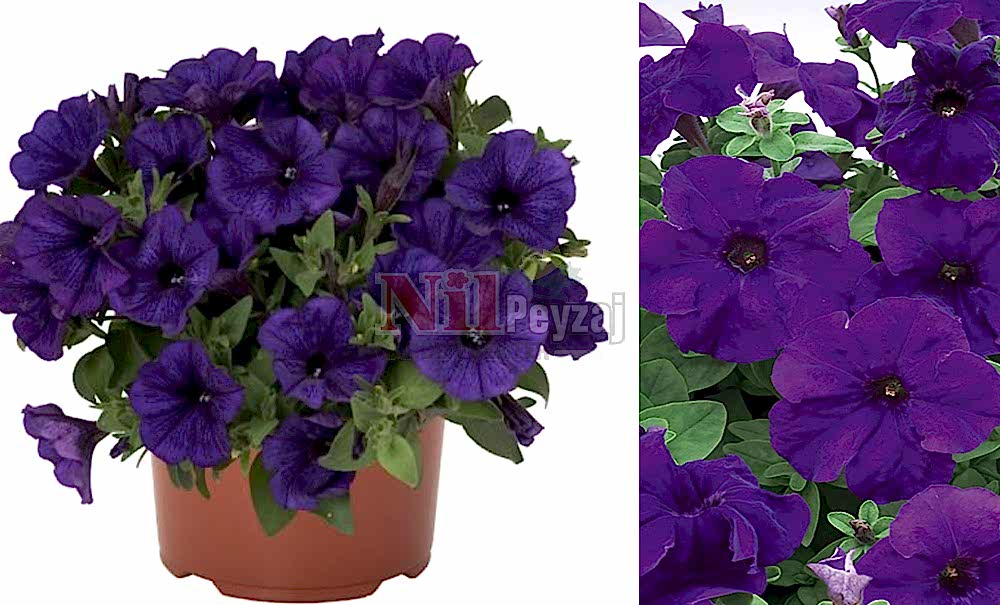 Petunia atkinsiana/Petunya Blue Splash