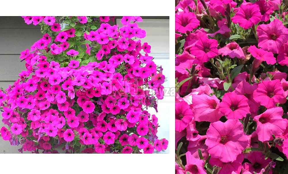 Petunia atkinsiana/Petunya Pink Splash