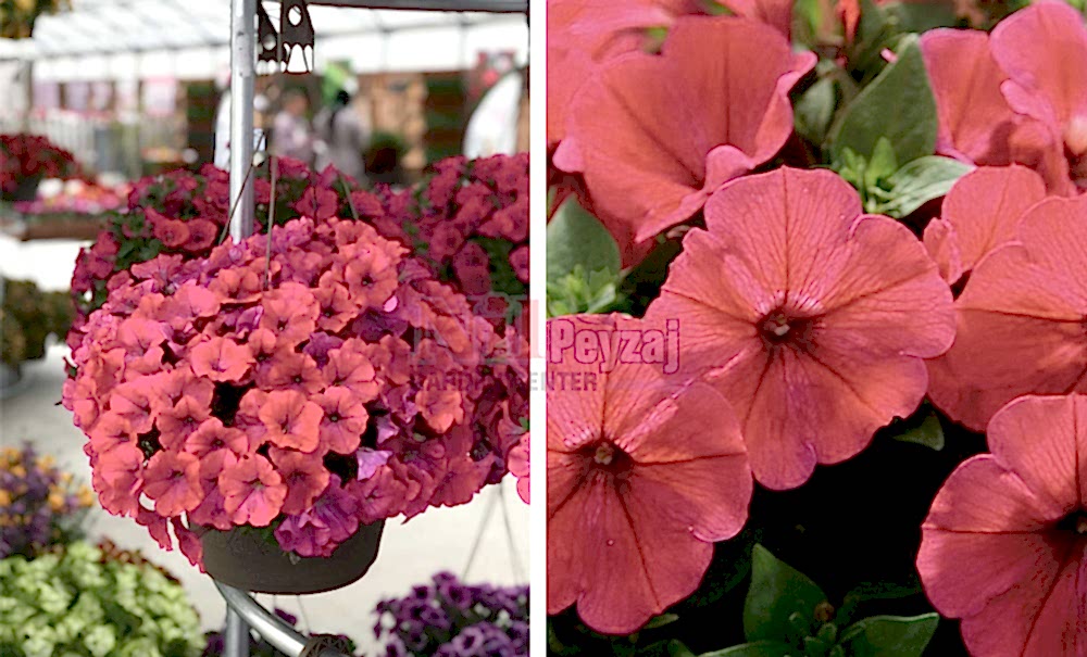 Petunia capella/Petunya neon pink