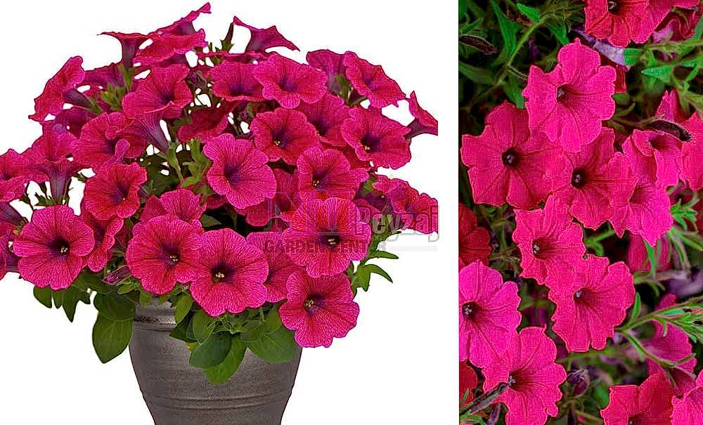 Petunia capella/Petunya neon pink