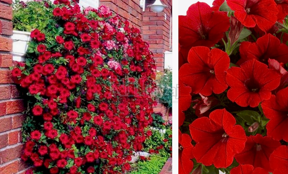 Petunia capella/Petunya red