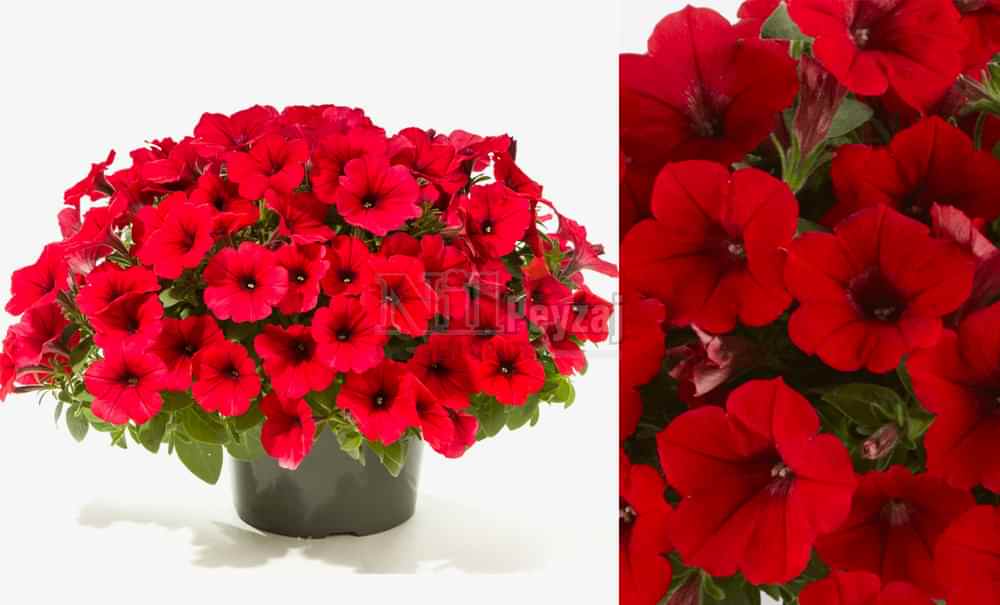 Petunia capella/Petunya red