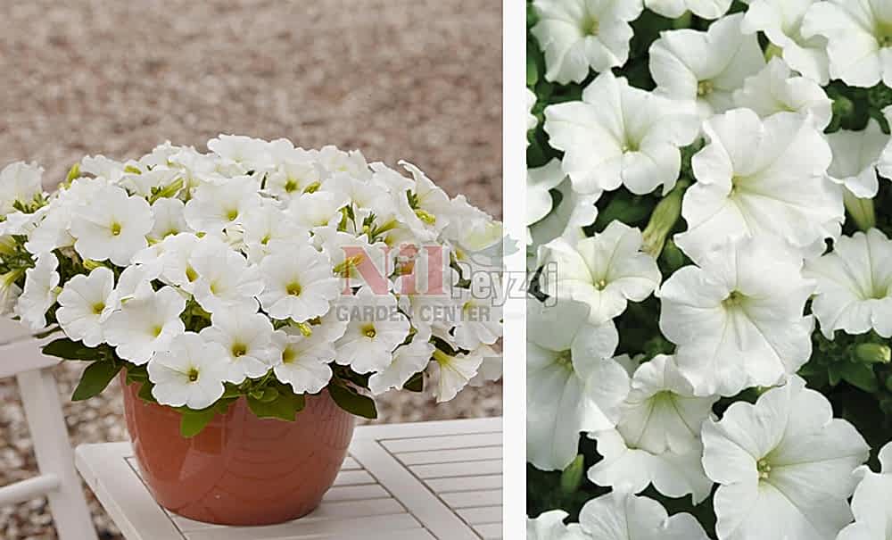 Petunia capella/Petunya white