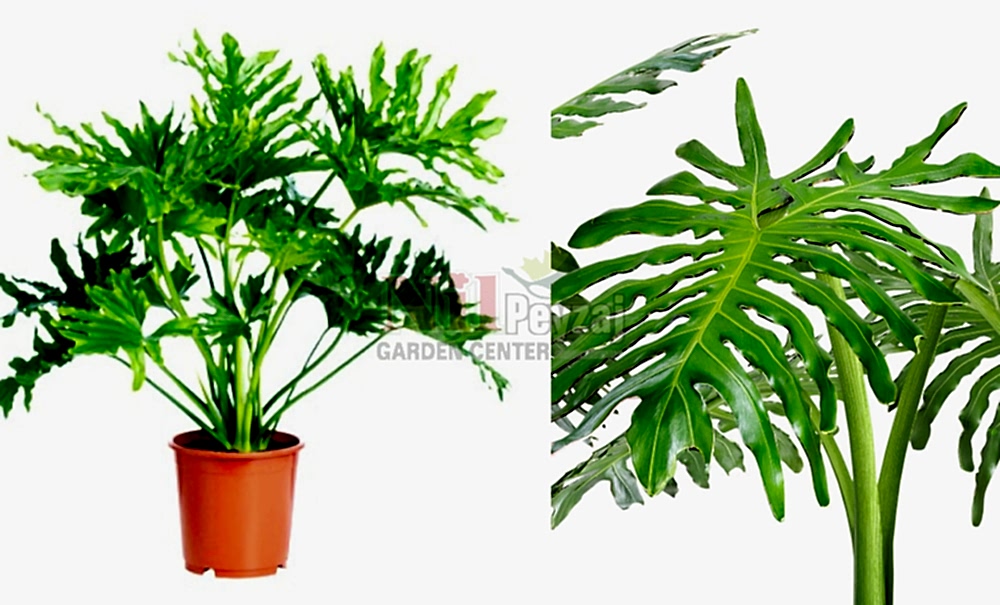 Philodendron selloum/Sarmaşık Devetabanı