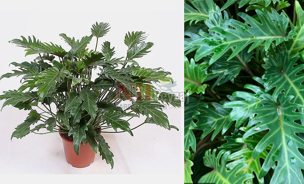 Philodendron xanadu/Devetabanı