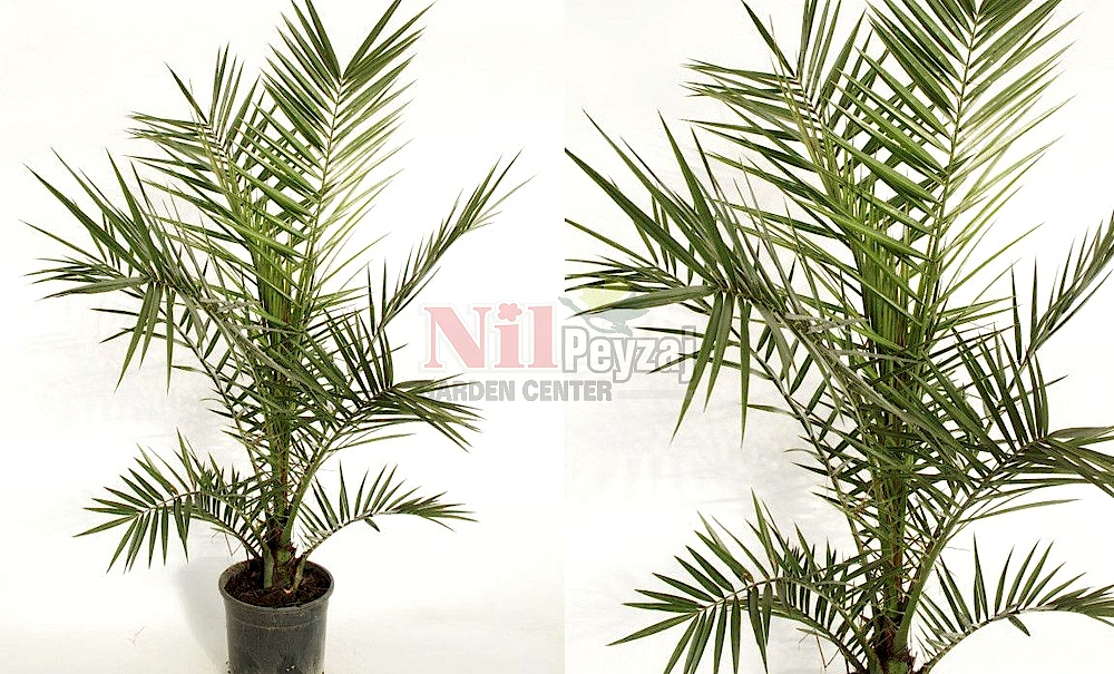 Phoenix canariensis/Kanarya Adaları Hurması