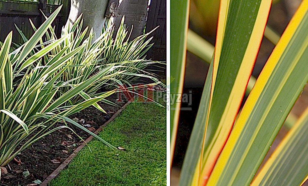 Phormium tenax variegata/Formium Alacalı